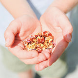 Child holding loose tea blend of Jolly Croc fruit tea